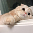 like